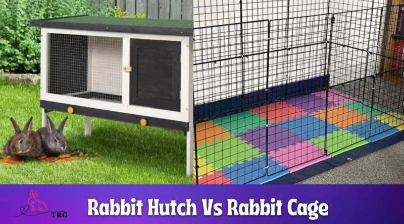 Rabbit Hutch Vs Rabbit Cage