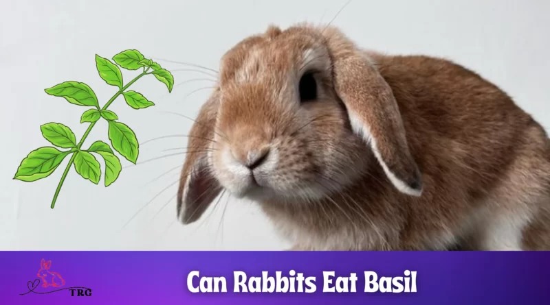 Can Rabbits Eat Basil