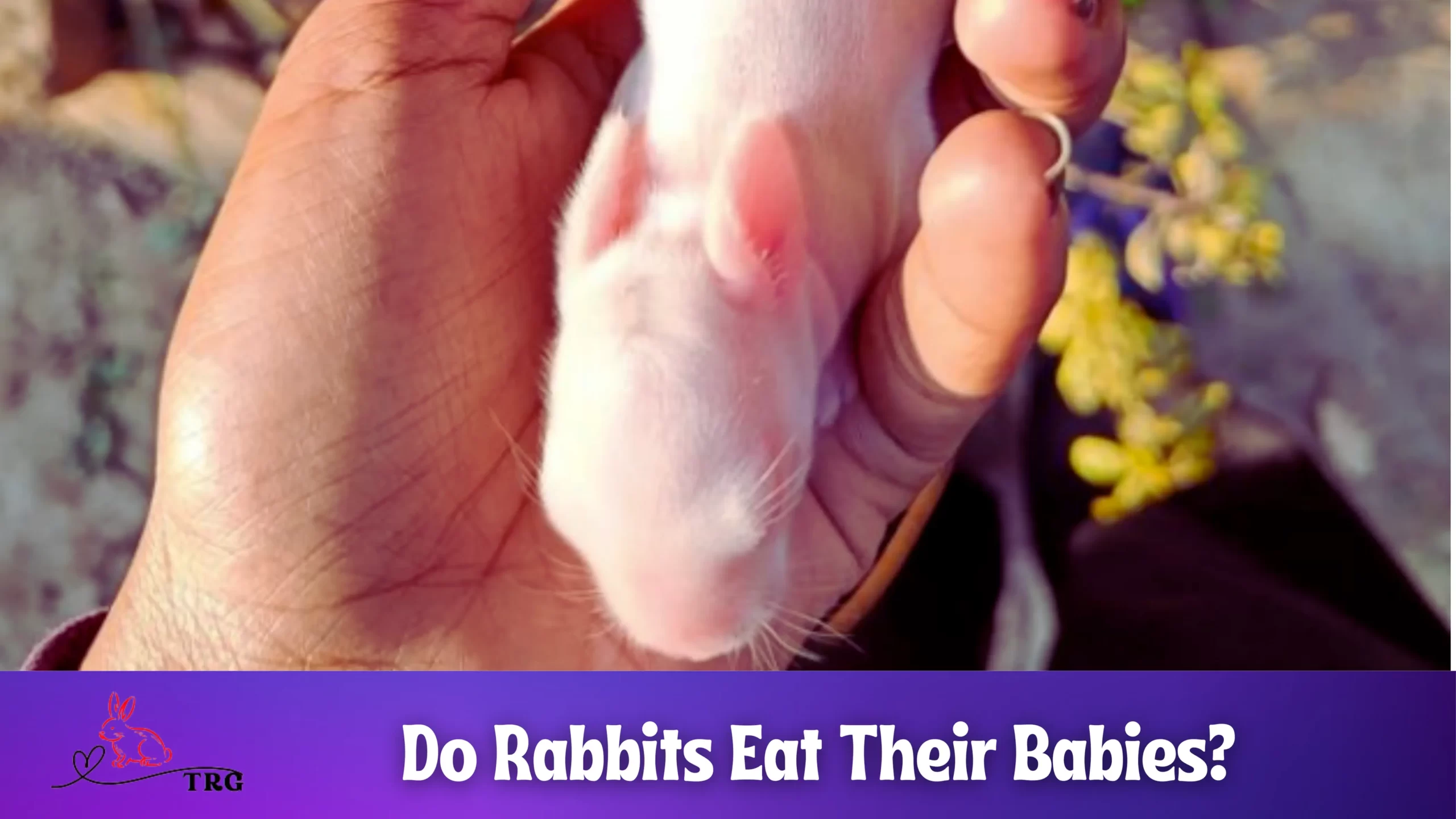 bunny-bites-do-rabbits-really-eat-their-own-babies