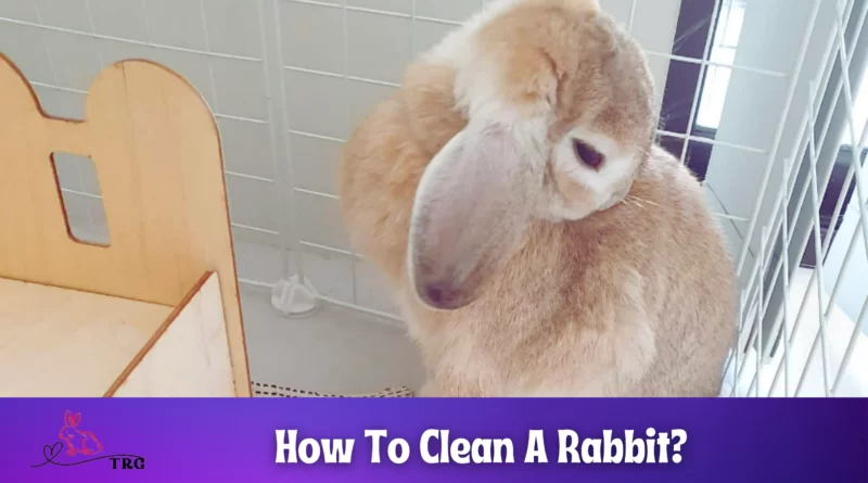 How To Clean A Rabbit