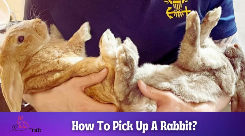 How To Pick Up A Rabbit