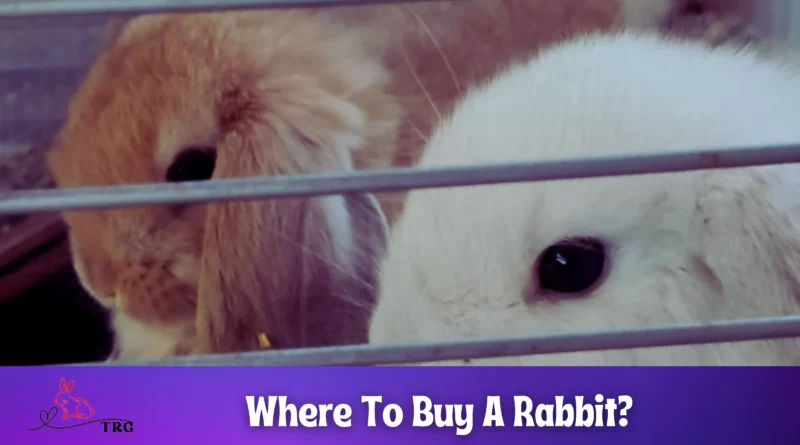 Where To Buy A Rabbit