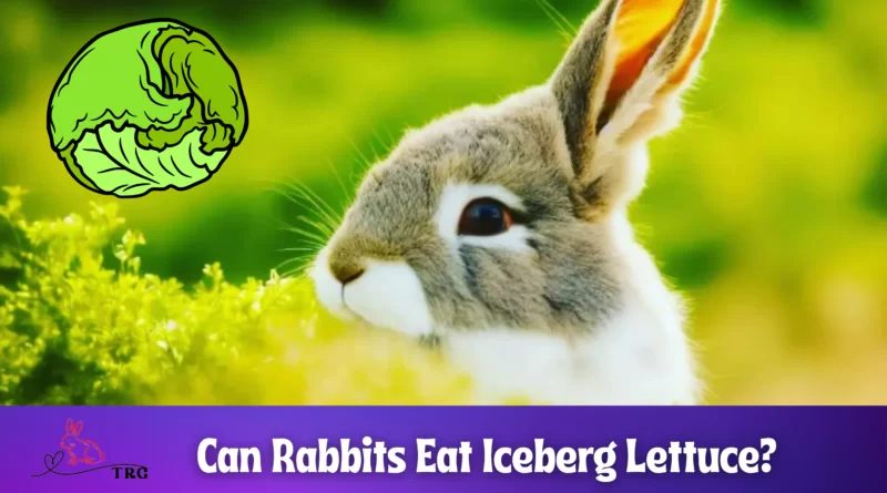 Can Rabbits Eat Iceberg Lettuce