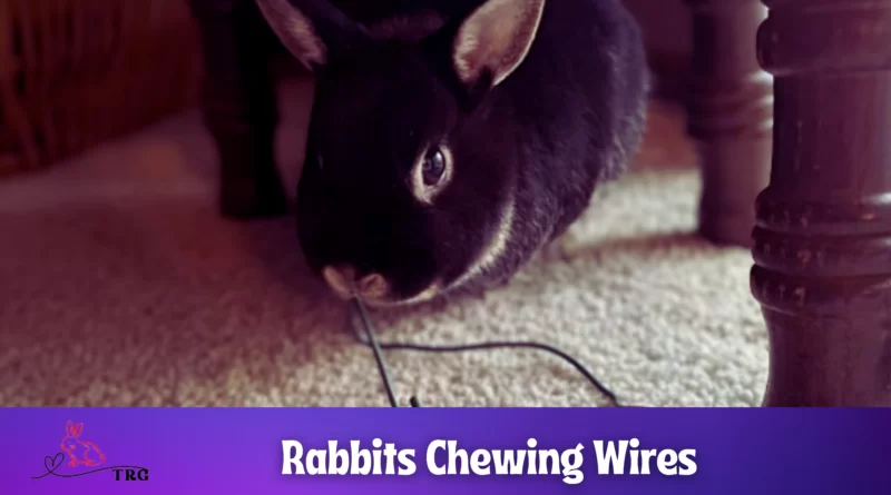rabbit chewing wires