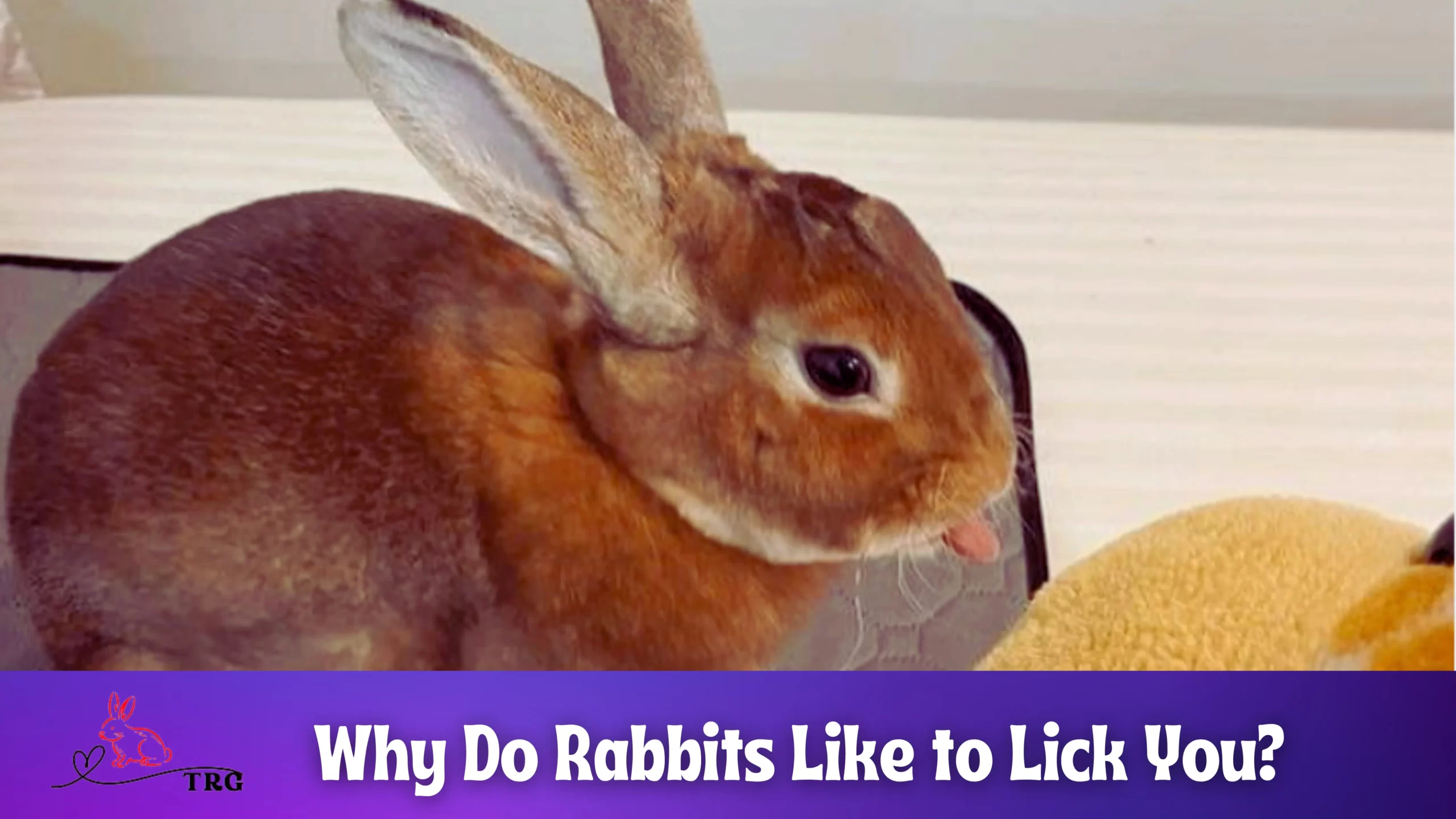 Why Do Rabbits Like to Lick You? And What Does it Mean?