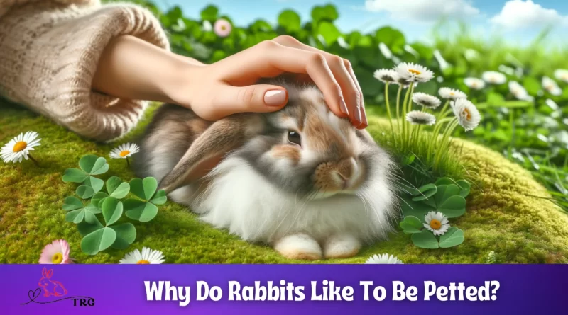 Why Do Rabbits Like To Be Petted Yes, Please! to Petting