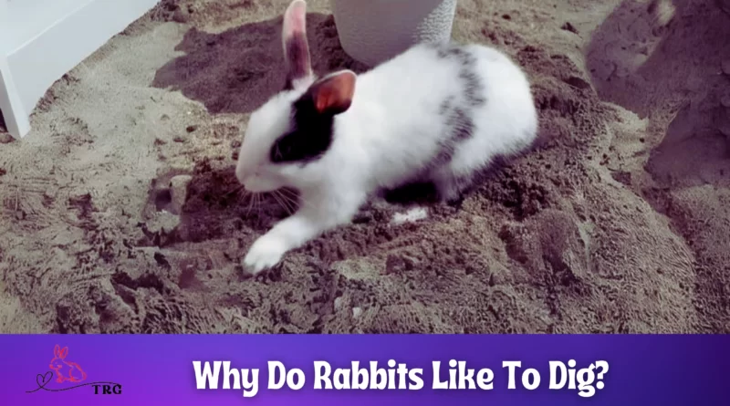 Why Do Rabbits Like To Dig