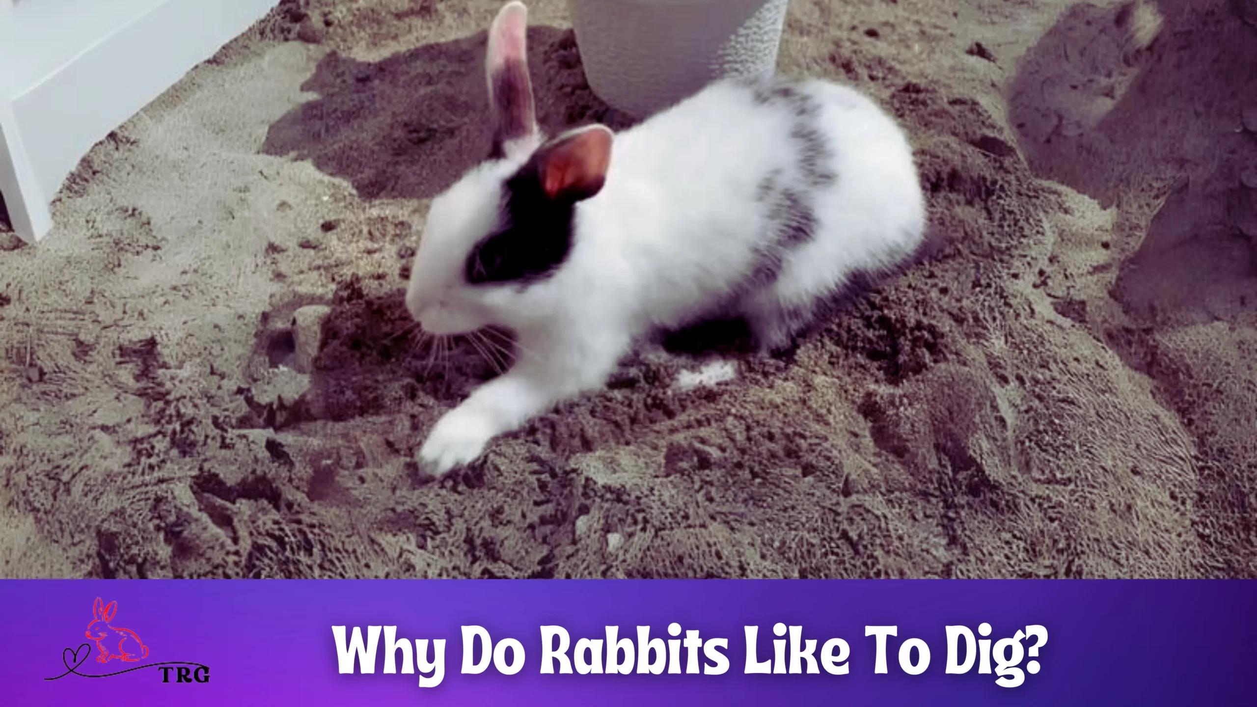 Why Do Rabbits Like To Dig? The Secret Lives of Rabbits