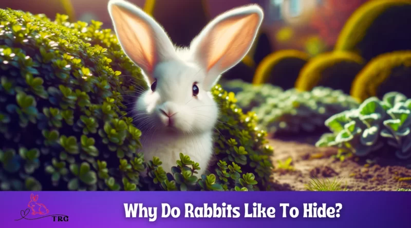 Why Do Rabbits Like To Hide Hiding Habits of Rabbits