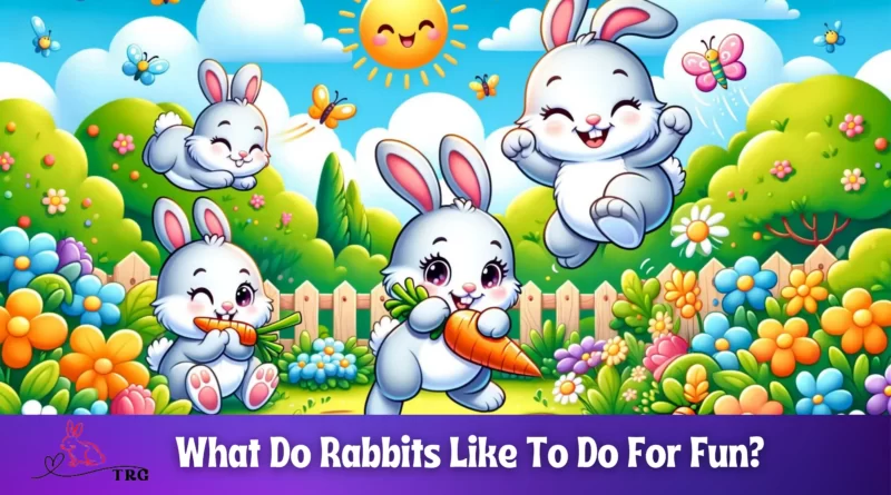 What Do Rabbits Like To Do For Fun